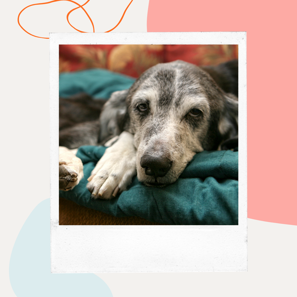 Senior dog resting on a blanket