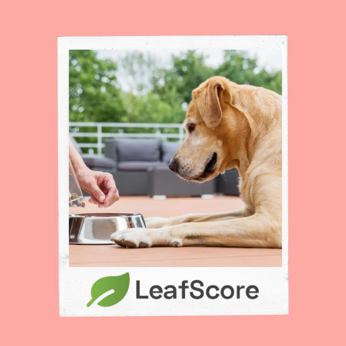 The 12 Best Eco-Friendly & Organic Dog Foods