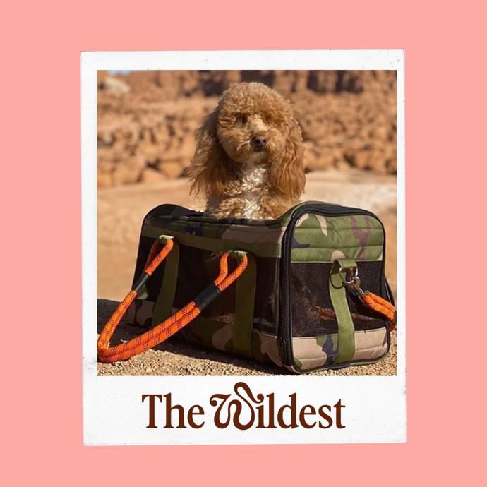10 Pet Brands Pledging to Save the Planet