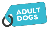Adult Dogs