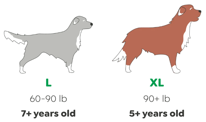 Senior age by dog size: small dogs under 20 lb at 10+ years, medium 20-60 lb at 9+ years, large 60-90 lb at 7+ years, extra large 90+ lb at 5+ years