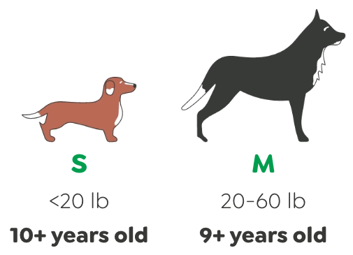 Senior age by dog size: small dogs under 20 lb at 10+ years, medium 20-60 lb at 9+ years, large 60-90 lb at 7+ years, extra large 90+ lb at 5+ years