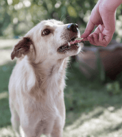 Stray dog eating food scraps 