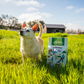 Senior dog standing in a grassy field beside a 5 lb bag of Petaluma senior dog food