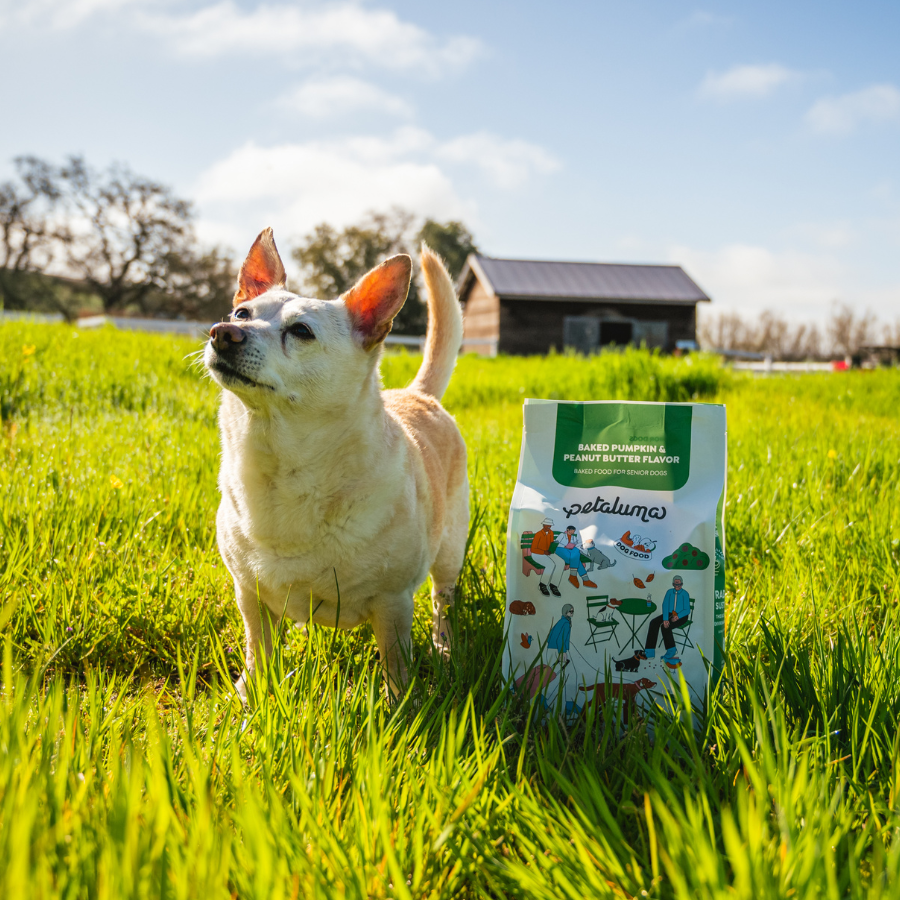 Senior dog standing in a grassy field beside a 5 lb bag of Petaluma senior dog food