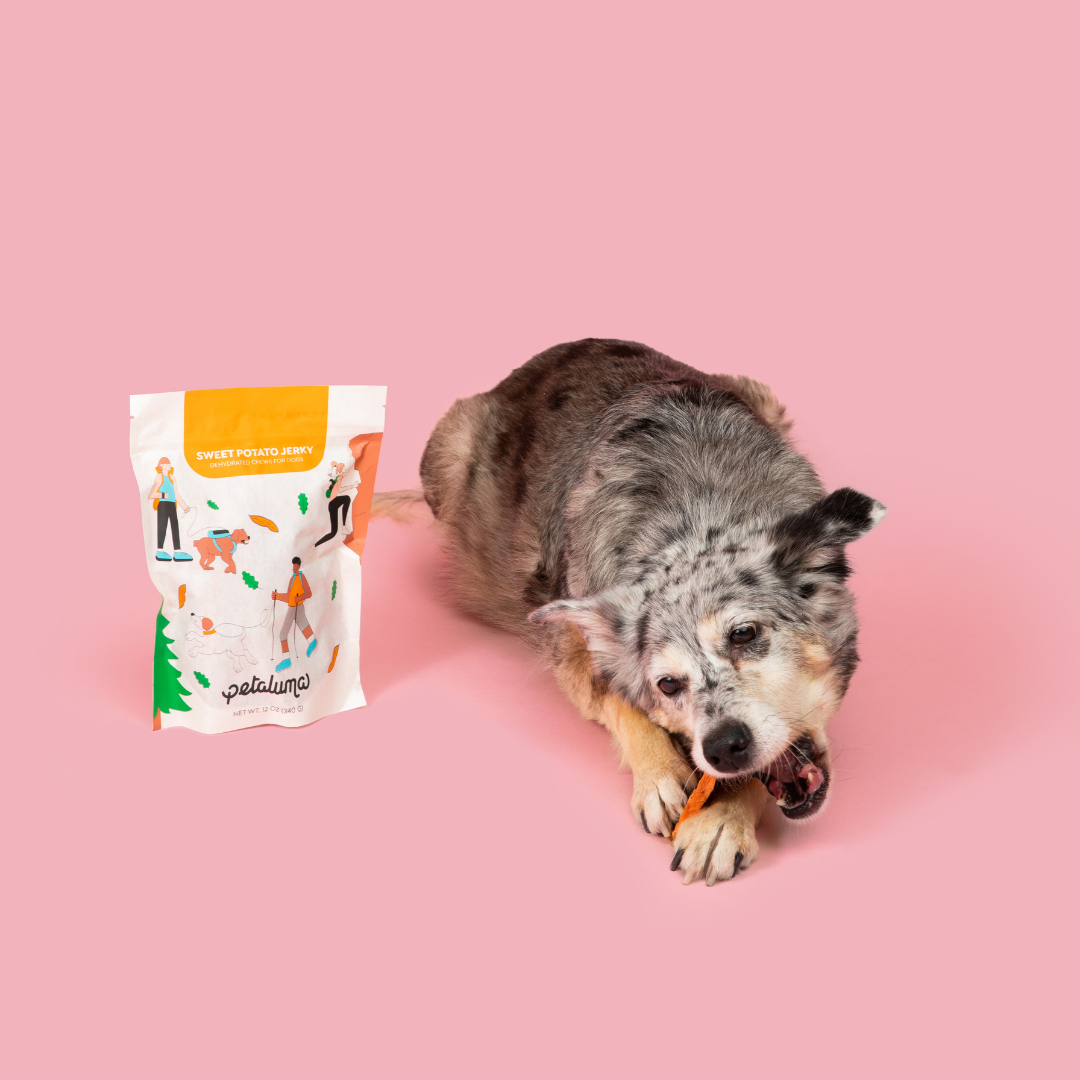 A dog lying on a pink background chewing an orange treat, next to a white and orange bag of Petaluma Sweet Potato Jerky.