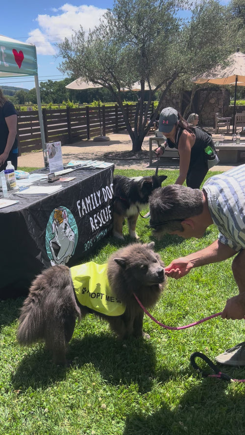 Barbie the chow chow at an adoption event