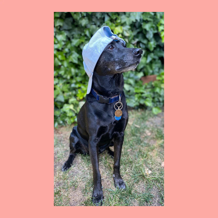 Black dog wearing the light blue Petaluma hat backwards on the grass