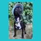 Black and white dog wearing the light blue Petaluma hat tilted over one eye