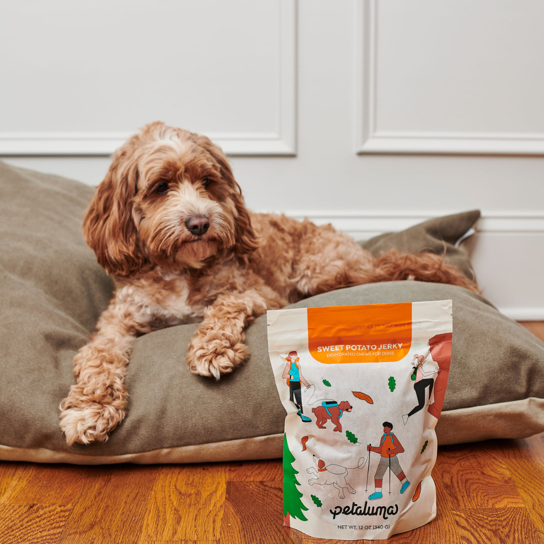 Goldendoodle lying on a bed with a bag of Petaluma sweet potato jerky